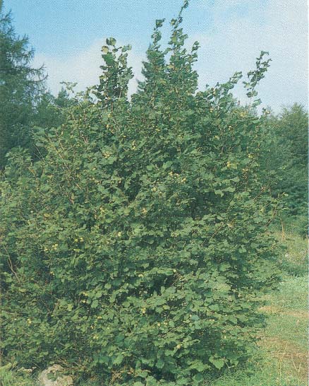  Image name: nocciolo2.jpg 
 width: 438 pixel 
 height: 546 pixel 
 Size: 86500 bytes 
 Click to enlarge 